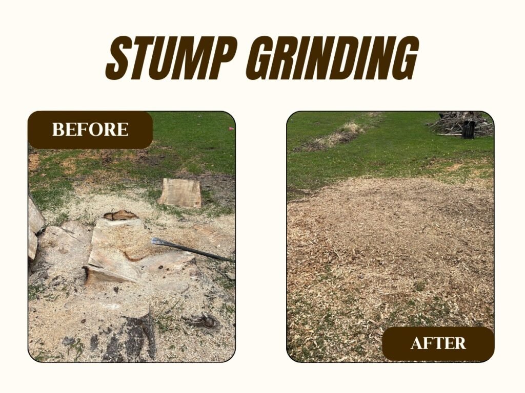 Stump Grinding Albany NY | Tree Stump Removal in Troy