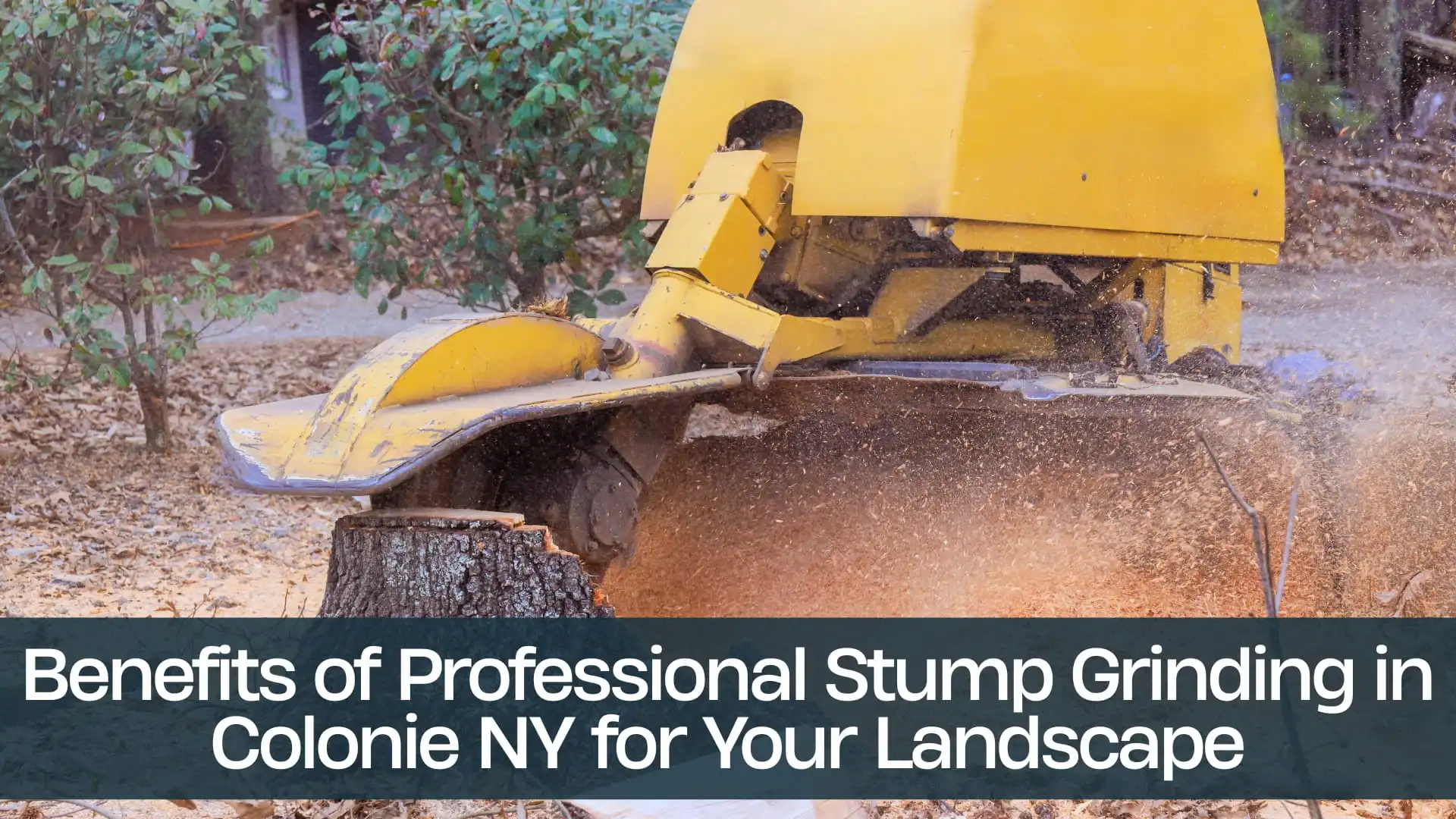 Benefits of Professional Stump Grinding in Colonie NY for Your Landscape (1)
