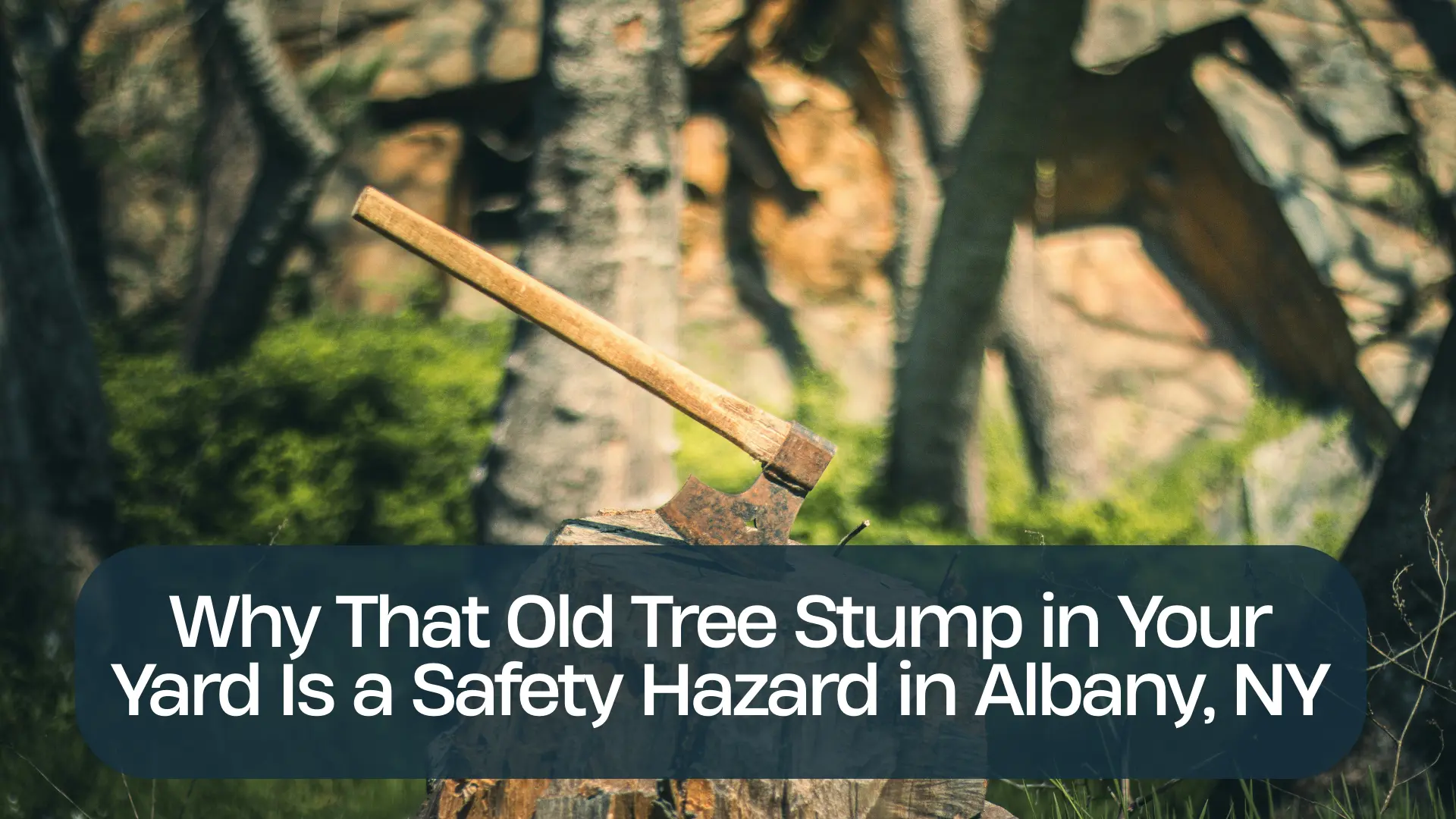 Why That Old Tree Stump in Your Yard Is a Safety Hazard in Albany, NY