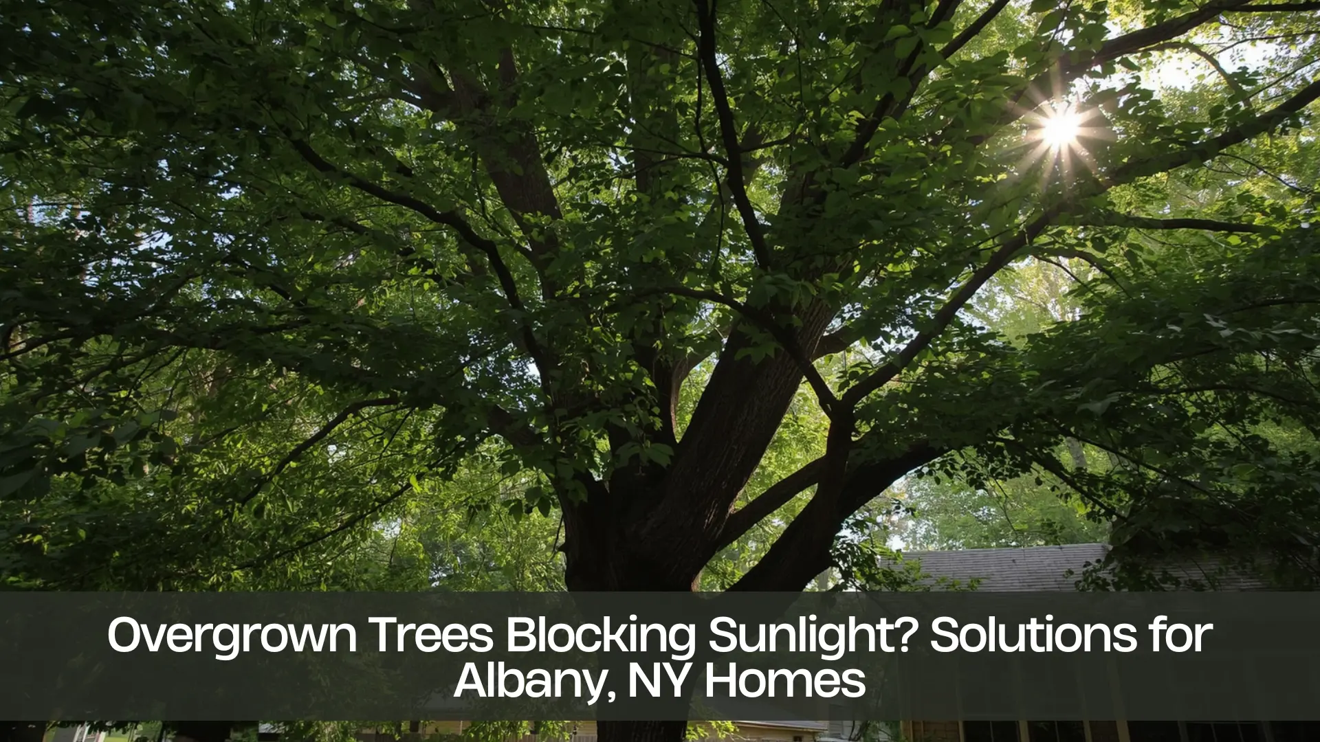 Overgrown Trees Blocking Sunlight Solutions for Albany, NY Homes