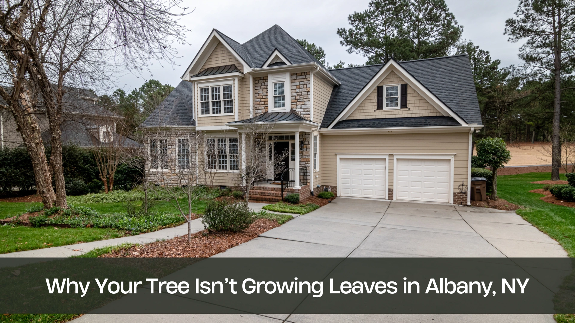 Why Your Tree Isn’t Growing Leaves in Albany, NY