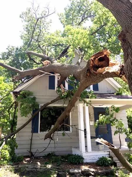 Emergency Tree Service