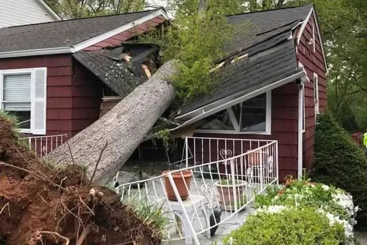 Fallen tree emergency removal on a property