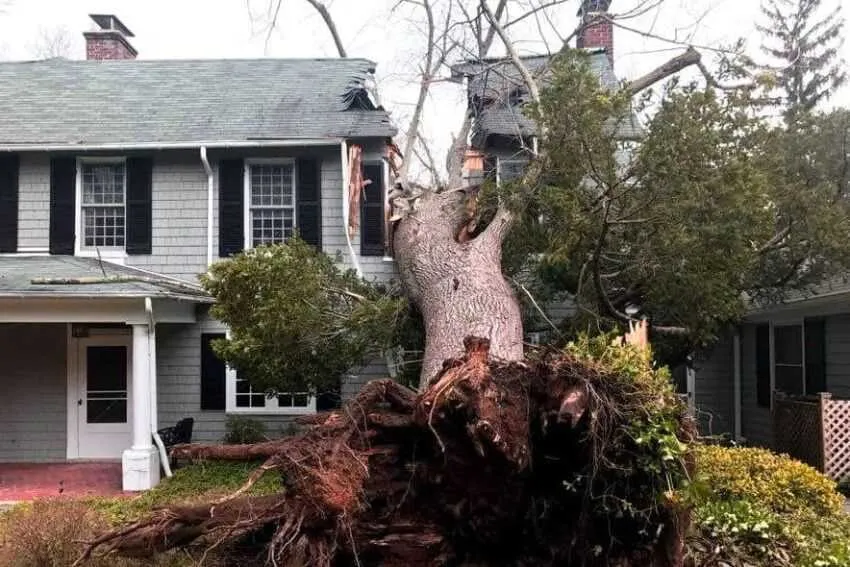 Tree hazard assessment during an emergency call