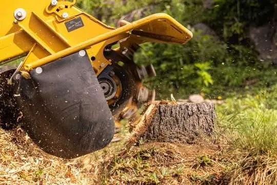 Stump grinder working on a residential stump