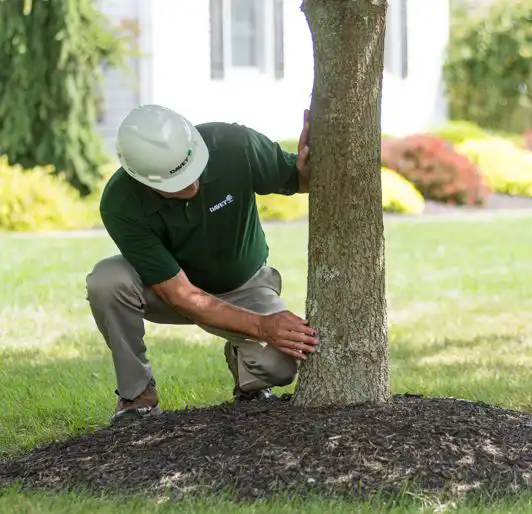 Commercial Tree Service