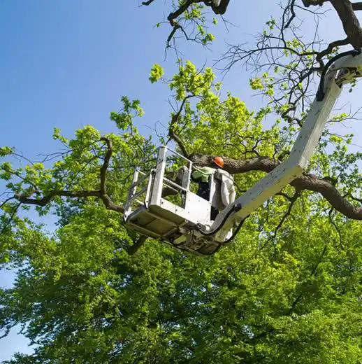 Tree Removal Service