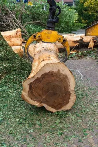 Stump Removal Service