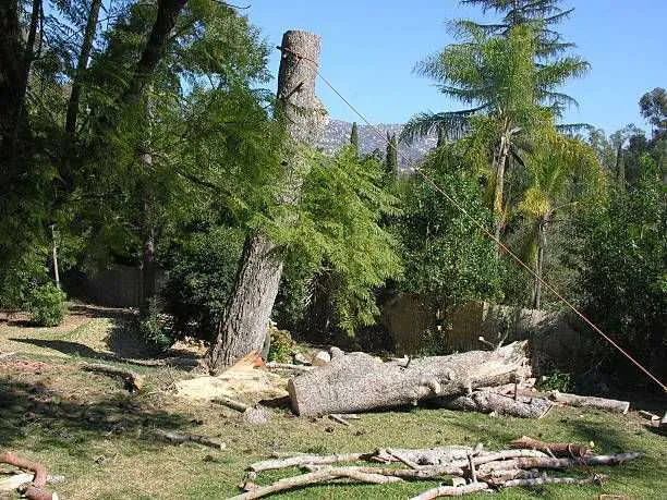 Crown trimming on a mature tree
