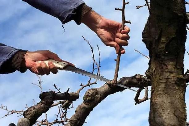 Tree Trimming and Pruning Service