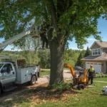 Professional Tree Cutting Company West Charlton NY Your Complete Guide to Safe and Expert Tree Care