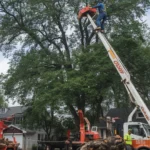 Tree Fell on My House in West Charlton, NY? First 24 Hours Guide | Emergency Tree Removal